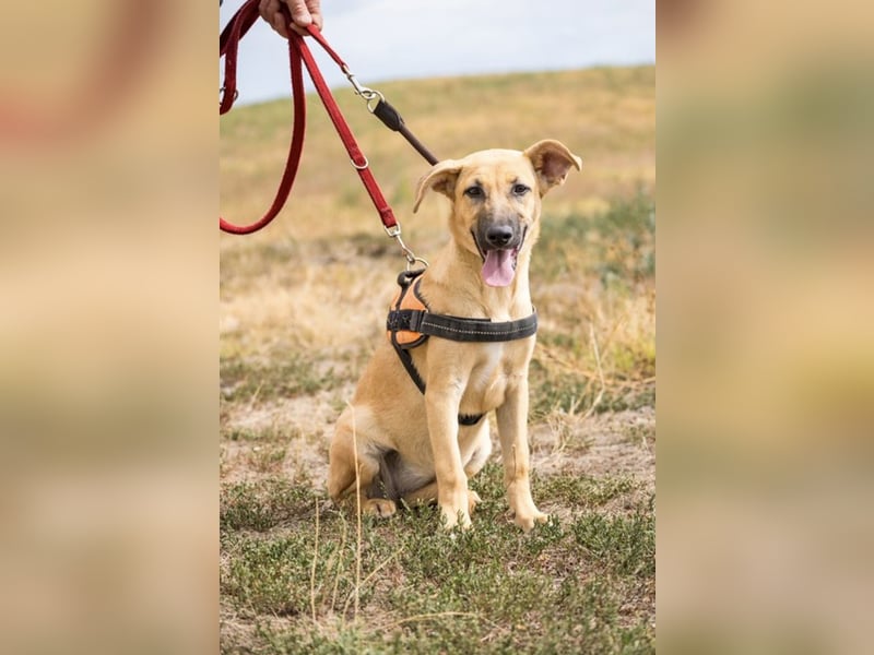 Freya – freundliche Junghündin sucht liebevolles Zuhause