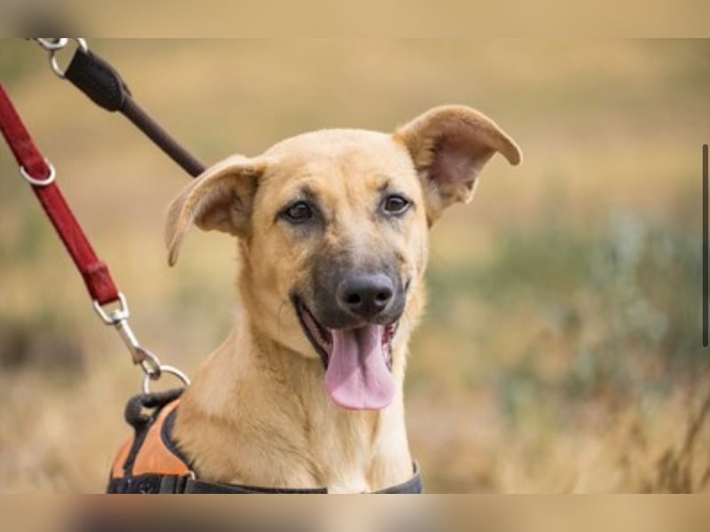 Freya – freundliche Junghündin sucht liebevolles Zuhause