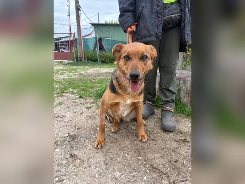 Madeleine KK, fröhliche Hündin sucht Bauchkrauler