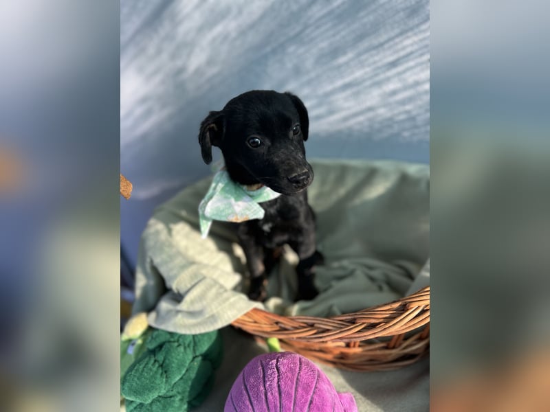 Bella LM – Lebensfrohe Schönheit sucht ihren Platz!