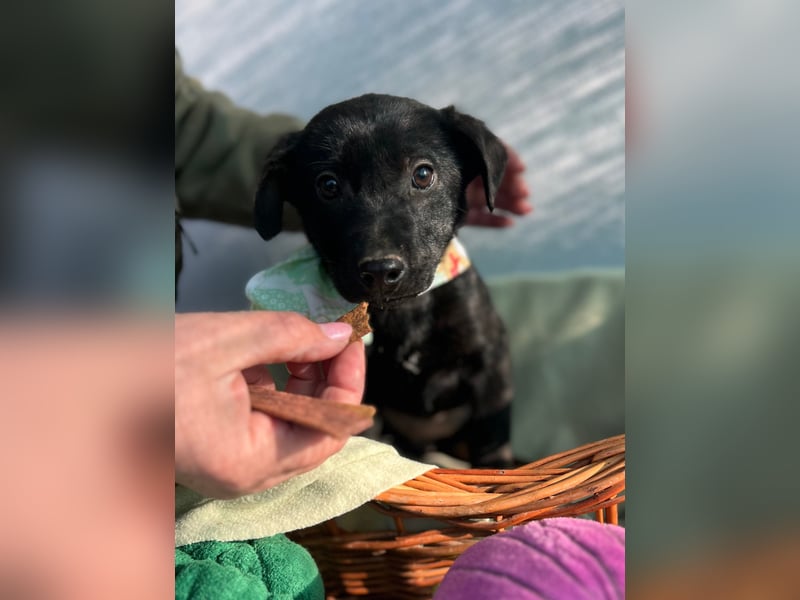 Bella LM – Lebensfrohe Schönheit sucht ihren Platz!