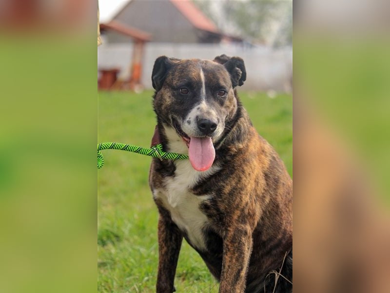 Pablo-PP – Schmusebacke sucht warmes Körbchen