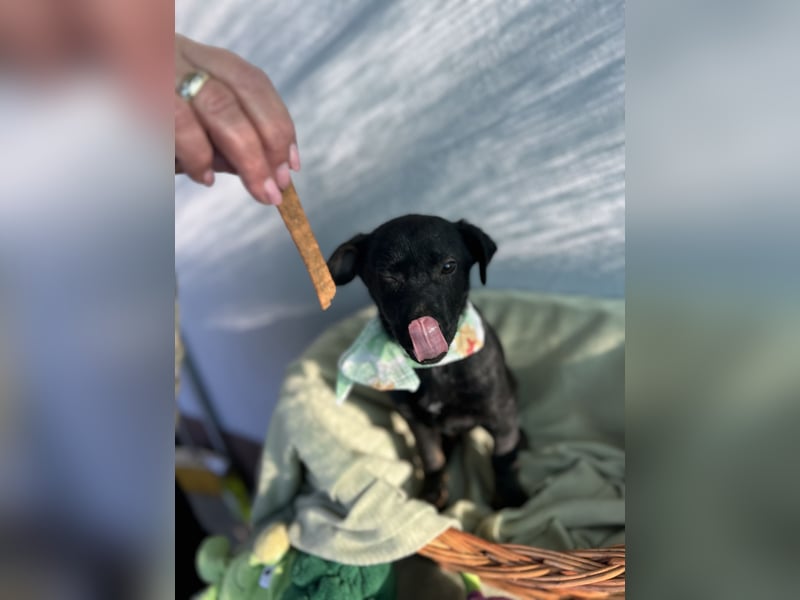 Bella LM – Lebensfrohe Schönheit sucht ihren Platz!