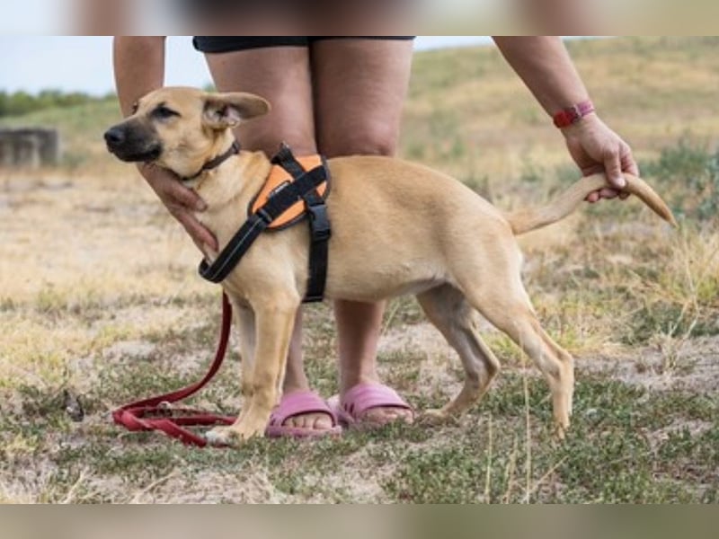 Freya – freundliche Junghündin sucht liebevolles Zuhause