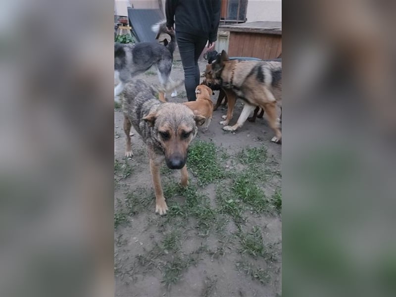 Gréti-BE, junge Mama wünscht sich ein Zuhause