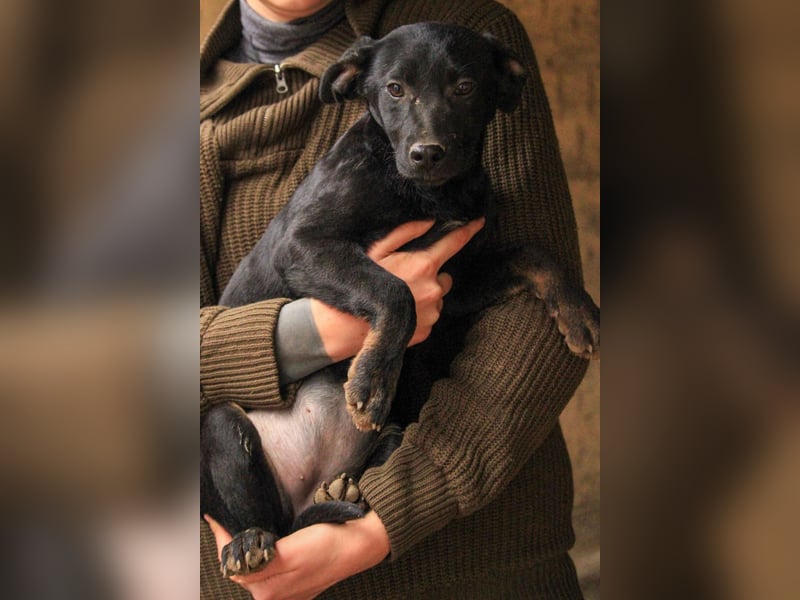 Bella LM – Lebensfrohe Schönheit sucht ihren Platz!