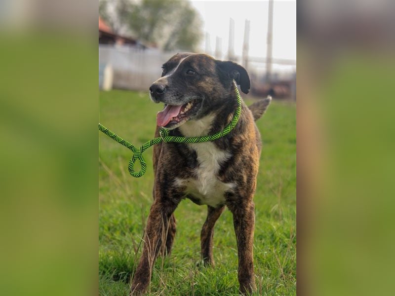 Pablo-PP – Schmusebacke sucht warmes Körbchen