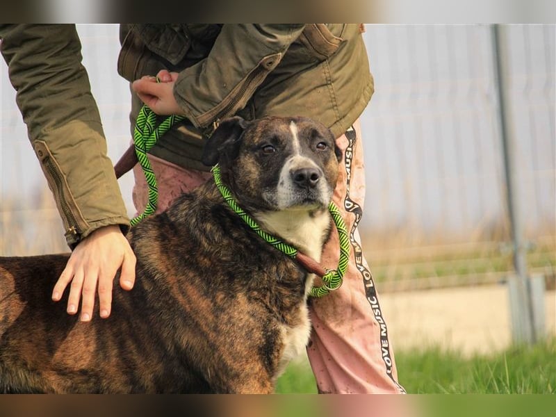 Pablo-PP – Schmusebacke sucht warmes Körbchen