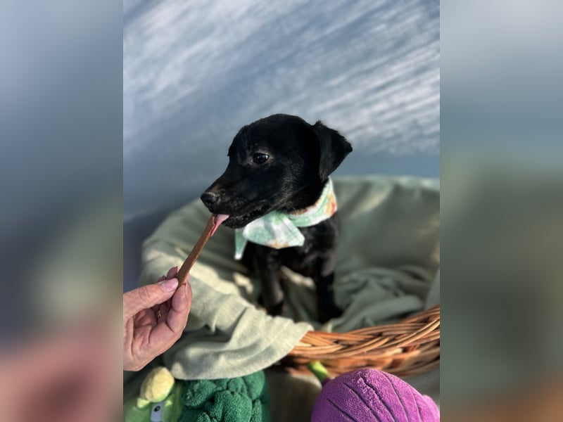 Bella LM – Lebensfrohe Schönheit sucht ihren Platz!