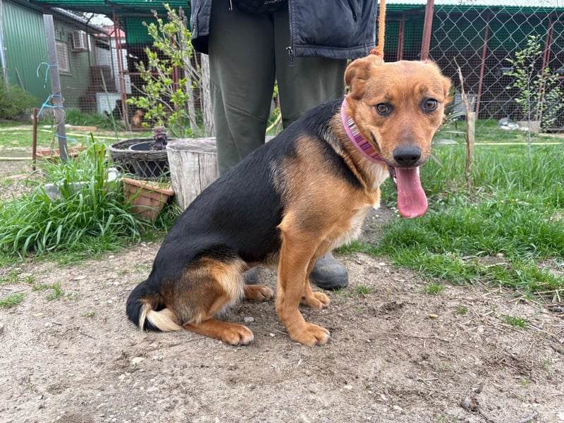 Madeleine KK, fröhliche Hündin sucht Bauchkrauler