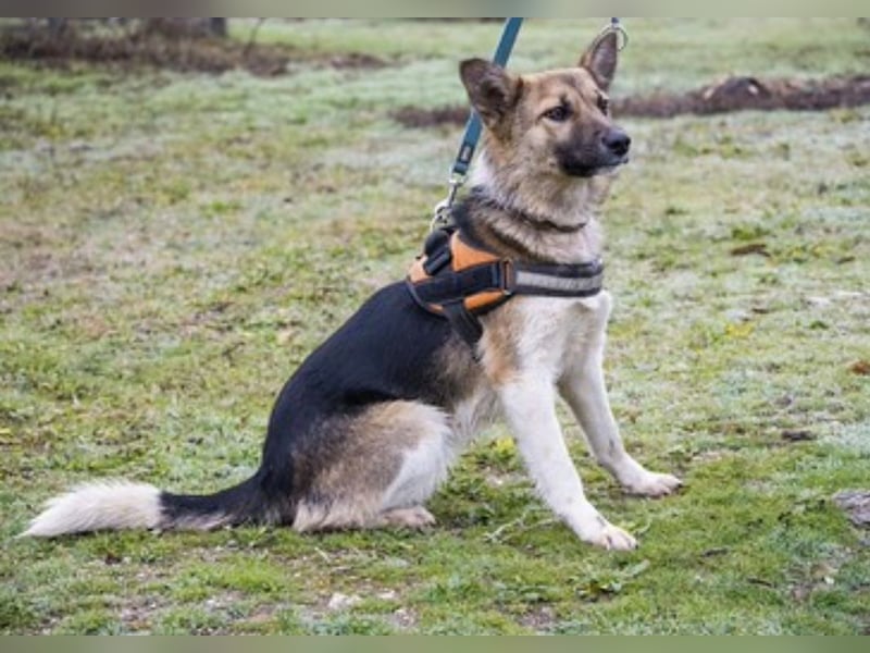 Zsalya -SI, liebe und aktive Hündin sucht Rasseliebhaber