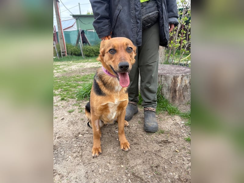 Madeleine KK, fröhliche Hündin sucht Bauchkrauler
