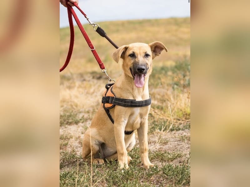 Freya – freundliche Junghündin sucht liebevolles Zuhause
