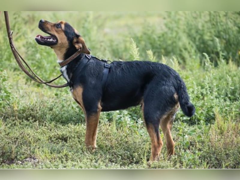Lali SI - vom Fundhund zum besten Freund