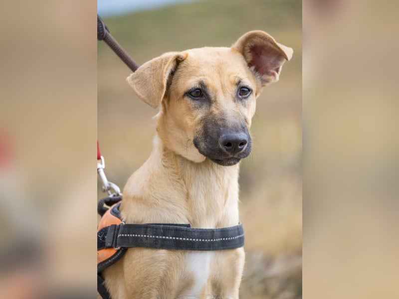 Freya – freundliche Junghündin sucht liebevolles Zuhause