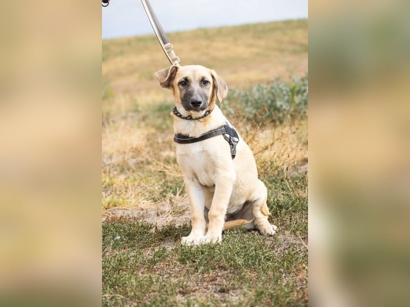Logan – neugieriger Junghund sucht liebevolles Zuhause❤️