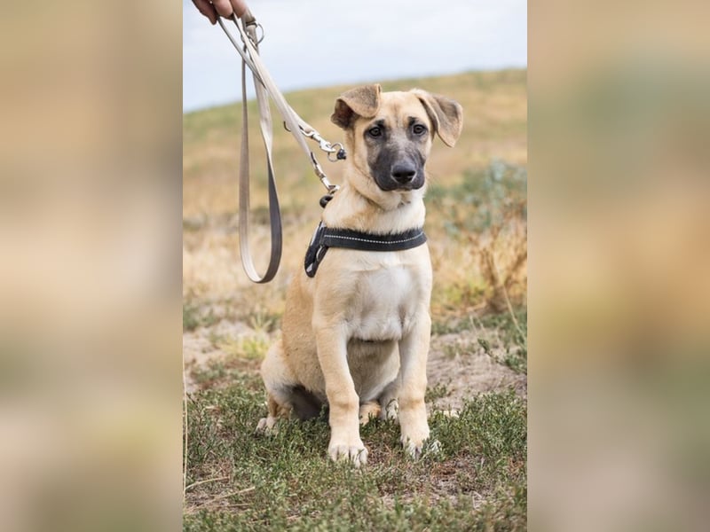 Logan – neugieriger Junghund sucht liebevolles Zuhause❤️
