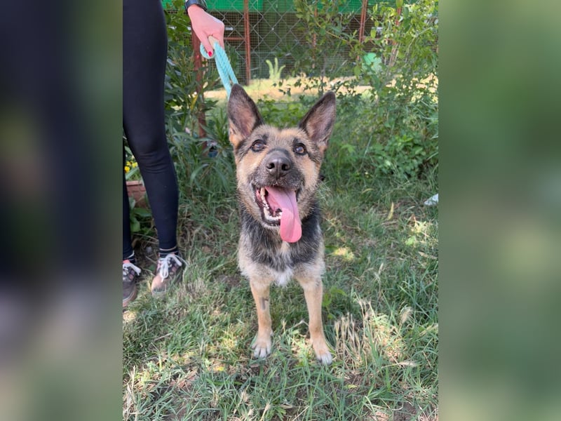 Norka KK – aktive Hündin sucht aktive Familie