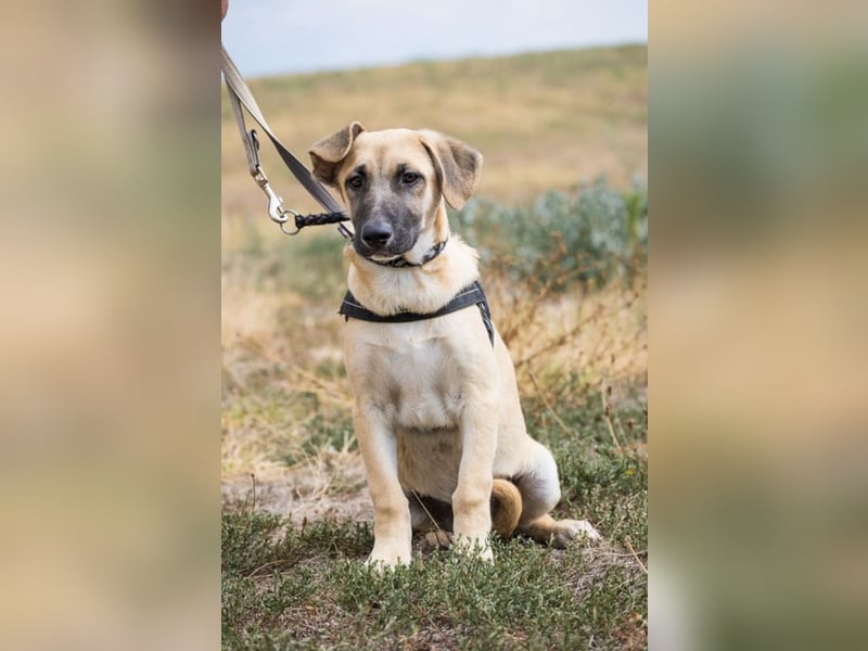 Logan – neugieriger Junghund sucht liebevolles Zuhause❤️