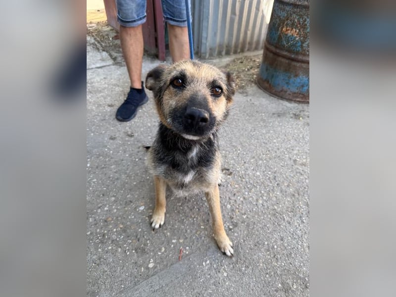 Norka KK – aktive Hündin sucht aktive Familie