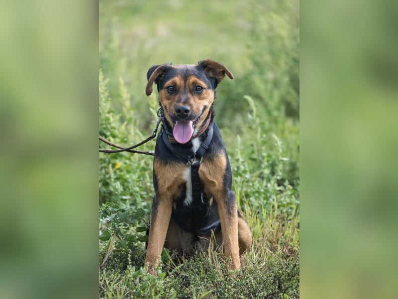 Lali SI - vom Fundhund zum besten Freund