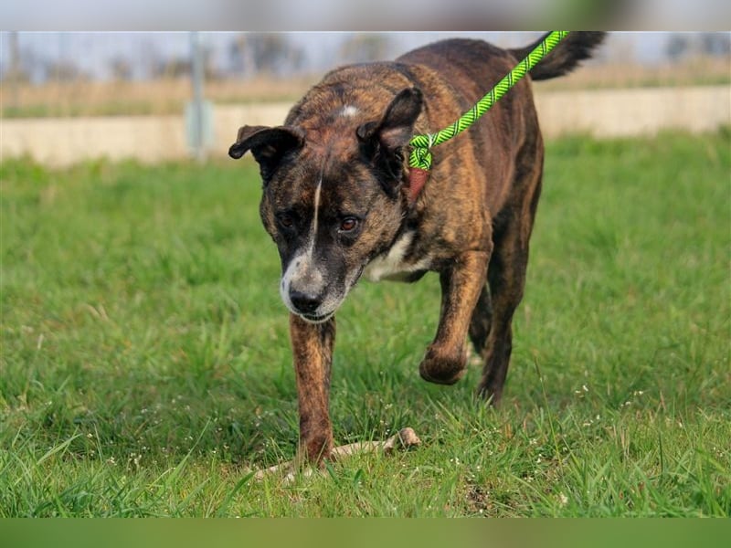 Pablo-PP – Schmusebacke sucht warmes Körbchen