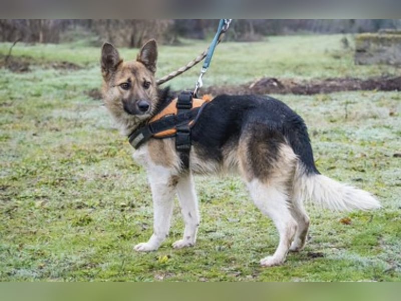 Zsalya -SI, liebe und aktive Hündin sucht Rasseliebhaber