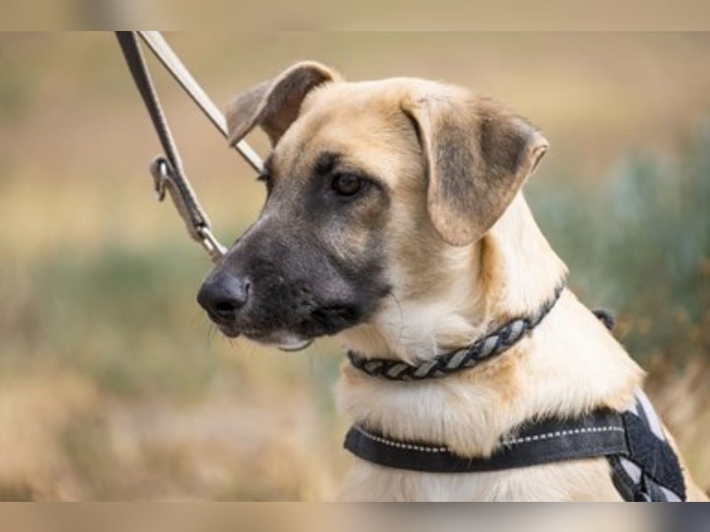 Logan – neugieriger Junghund sucht liebevolles Zuhause❤️