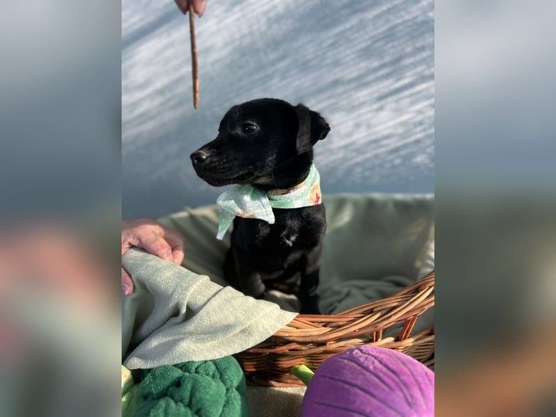 Bella LM – Lebensfrohe Schönheit sucht ihren Platz!