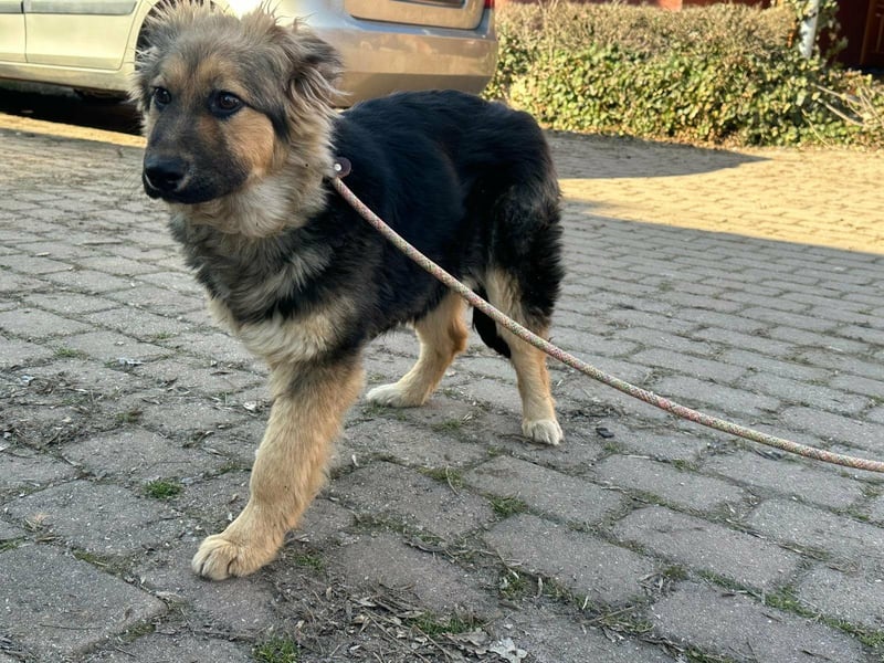 Flora, geboren 01.08.2025, 42cm sucht ihr Zuhause