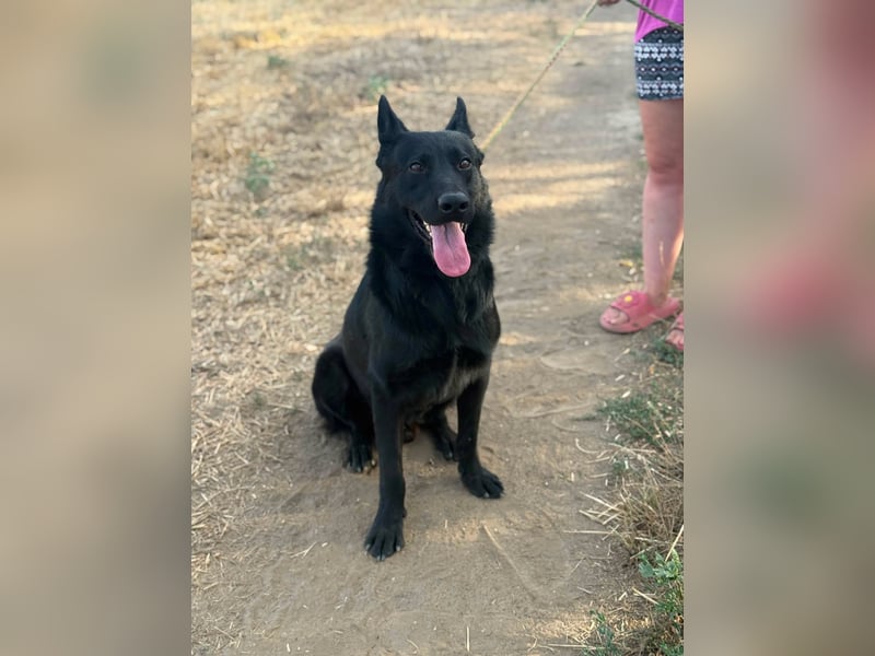Blackie, geboren 01.03.2025, 50cm sucht seine Chance