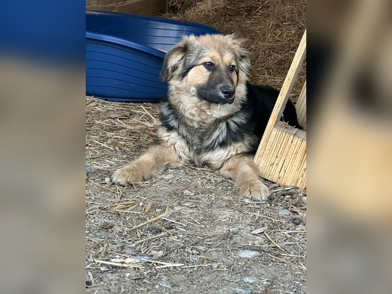 Flora, geboren 01.08.2025, 42cm sucht ihr Zuhause