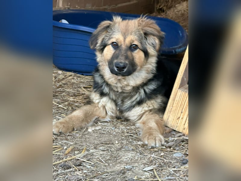 Flora, geboren 01.08.2025, 42cm sucht ihr Zuhause