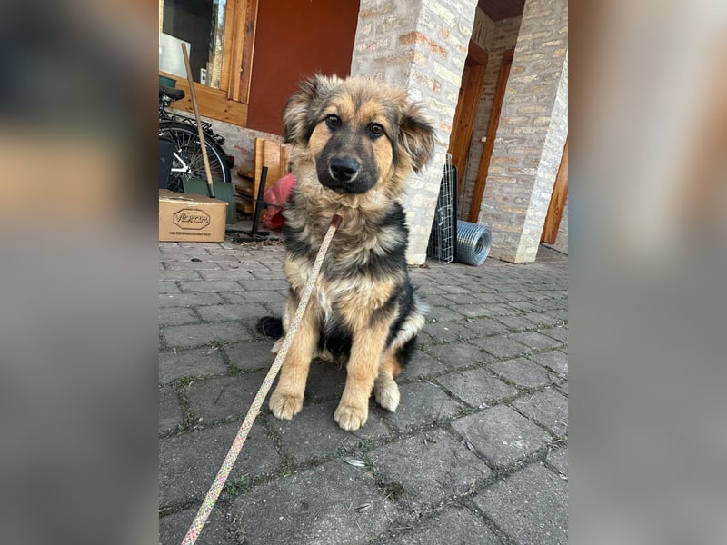 Flora, geboren 01.08.2025, 42cm sucht ihr Zuhause