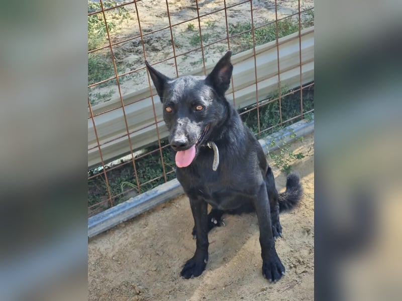 Zeus, geboren 01.10.2021, 47cm sucht einfühlsame Menschen