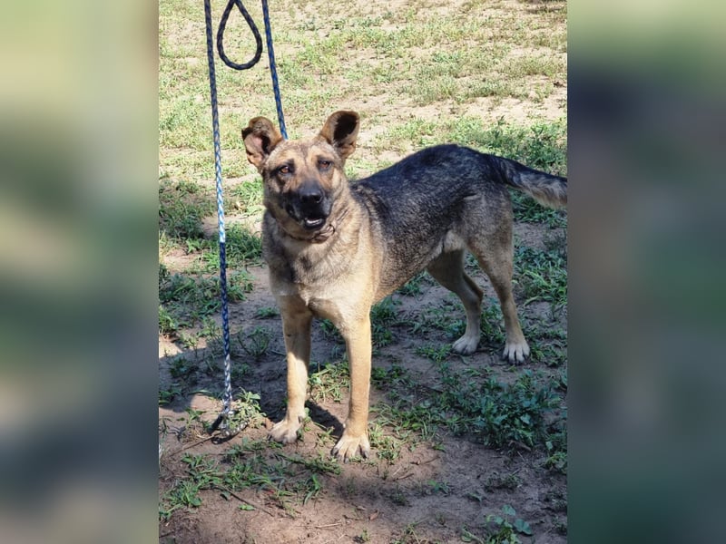 Greta, geb. 05.2021, 48cm, sucht ihr zu Hause