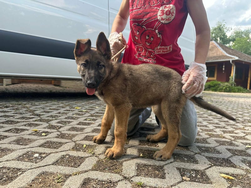 Mia, geboren 09.01.2026, 38cm sucht aktive Familie