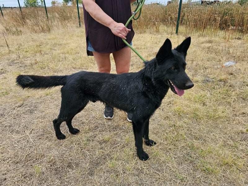 Blackie, geboren 01.03.2025, 50cm sucht seine Chance