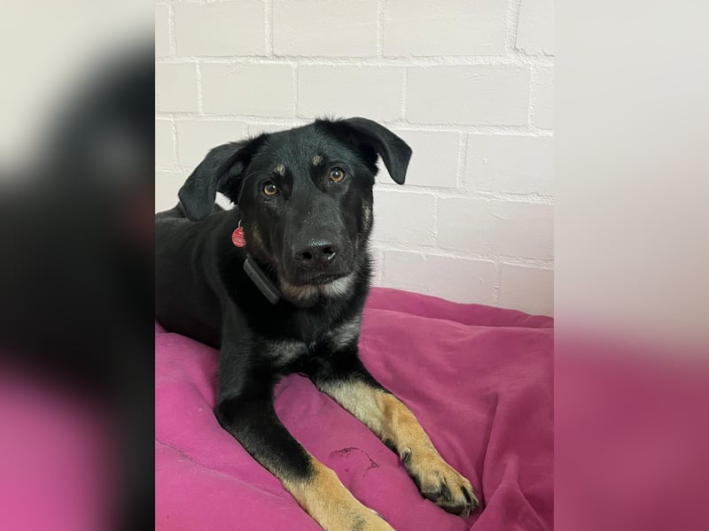 Kiba, geboren 01.07.2023, 53cm sucht neues Zuhause