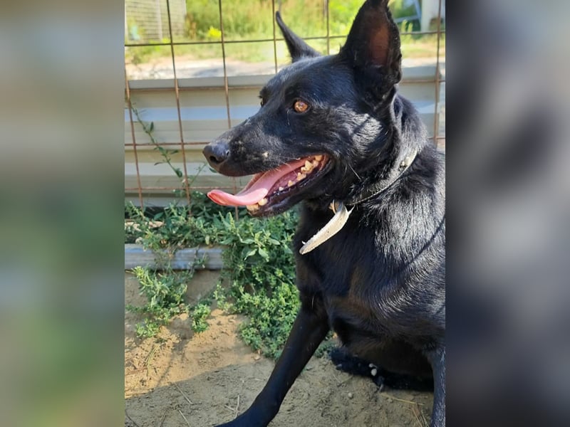 Zeus, geboren 01.10.2021, 47cm sucht einfühlsame Menschen