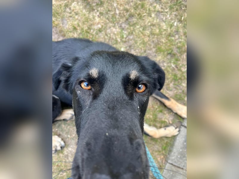 Kiba, geboren 01.07.2023, 53cm sucht neues Zuhause