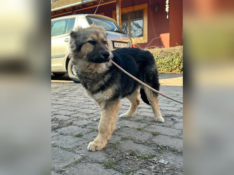 Flora, geboren 01.08.2025, 42cm sucht ihr Zuhause