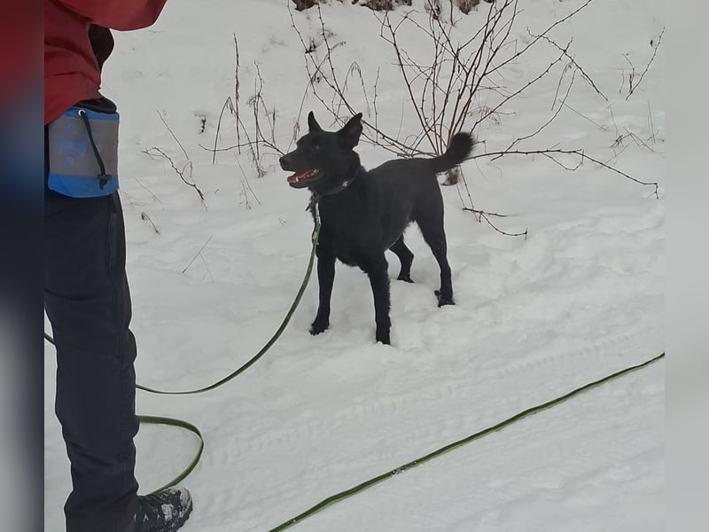 Zeus, geboren 01.10.2021, 47cm sucht einfühlsame Menschen