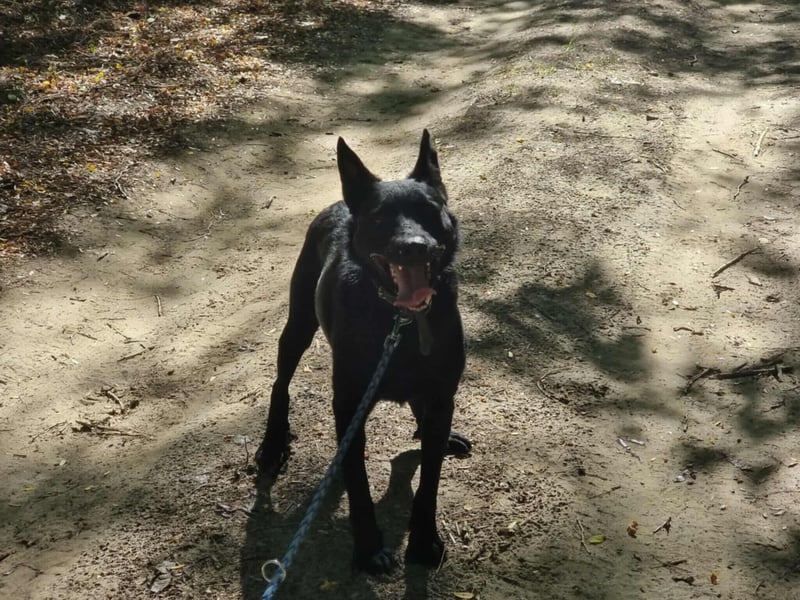 Zeus, geboren 01.10.2021, 47cm sucht einfühlsame Menschen