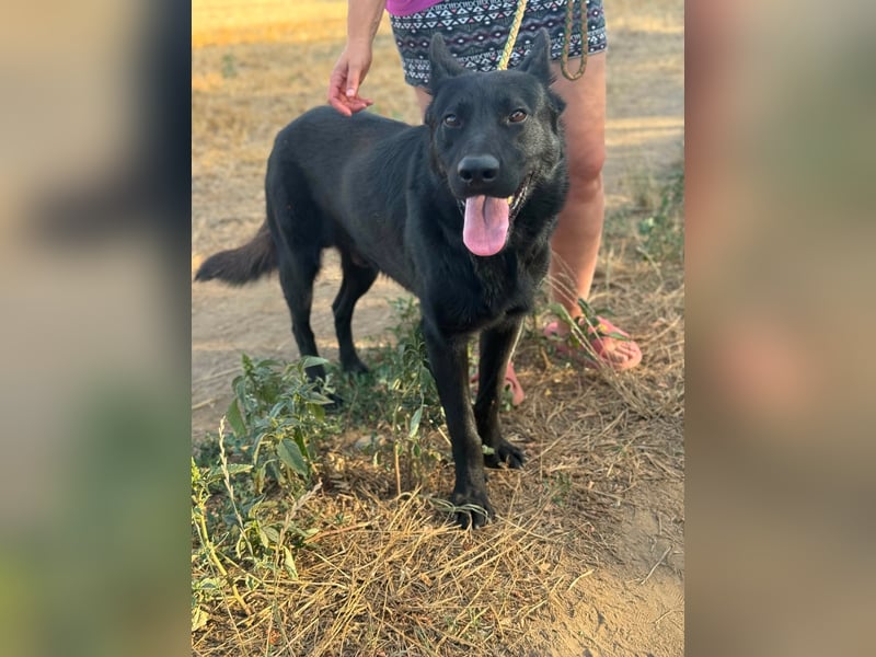 Blackie, geboren 01.03.2025, 50cm sucht seine Chance