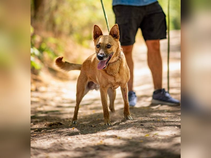 Fanny, 2 Jahre alt, 50 cm, möchte entdeckt werden