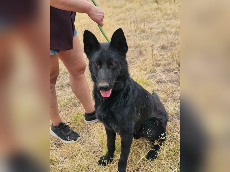 Blackie, geboren 01.03.2025, 50cm sucht seine Chance