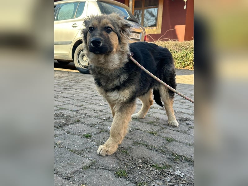 Flora, geboren 01.08.2025, 42cm sucht ihr Zuhause