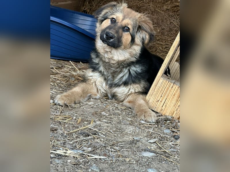 Flora, geboren 01.08.2025, 42cm sucht ihr Zuhause