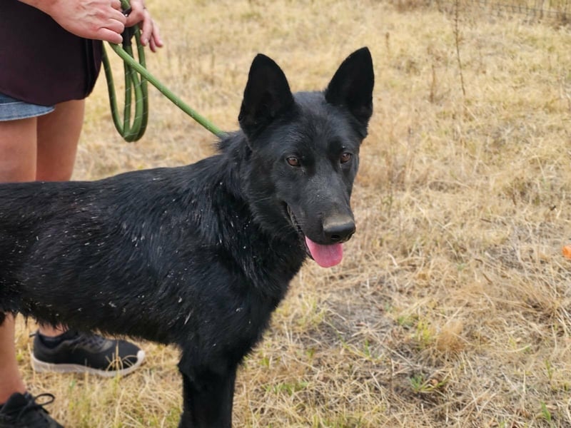Blackie, geboren 01.03.2025, 50cm sucht seine Chance